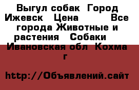 Выгул собак. Город Ижевск › Цена ­ 150 - Все города Животные и растения » Собаки   . Ивановская обл.,Кохма г.